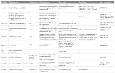 Pathogenic mechanisms of disease in idiopathic inflammatory myopathies: autoantibodies as clues